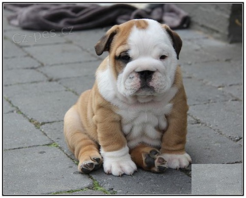 Prod�m roztomil� o�kovan� a od�erven� �t��ata fenky a pejska anglick�ho buldo�ka