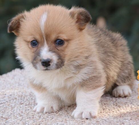 Miniaturn� �t��ata feny a pejska Pembroke Welsh Corgi na prodej.