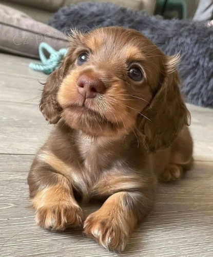 Prod�m o�kovan� �t��ata jezev��k� fenky a ps�