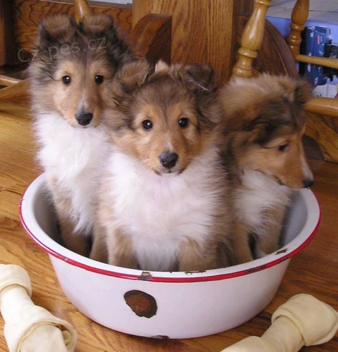 Zdrav�m, prod�m od�erven� a o�kovan� �t��ata Sheltie.