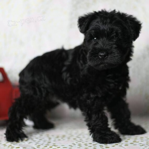 Prod�m �t��ata mal�ho kn�ra�e �ERN�.