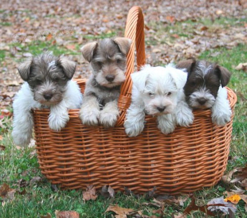 Prod�m o�kovan� a od�erven� �t��ata Mal�ho kn�ra�e.