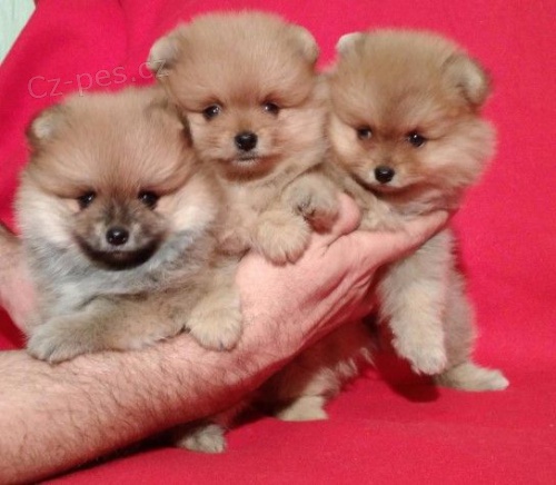 Pomeranian �t��ata k adopci. 
