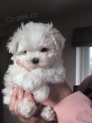 Prod�m o�kovan� a od�erven� �t��ata Maltipoo