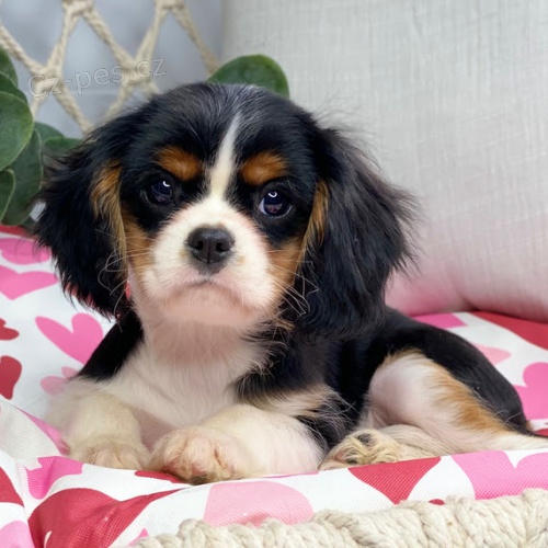 Prod�m o�kovan� a od�erven� �t��ata Kaval�r King Charles Spaniel.