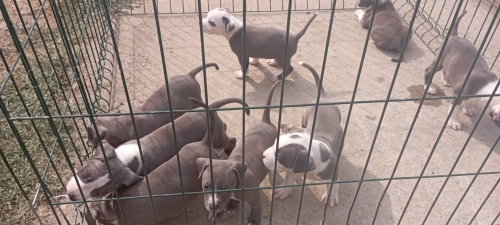 Americk� staford��rsk� teri�r �t��ata