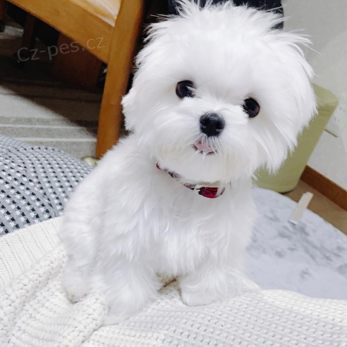 Maltsk� �t��ata k dispozici