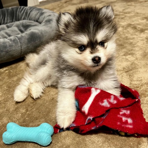 pomsky �t��ata