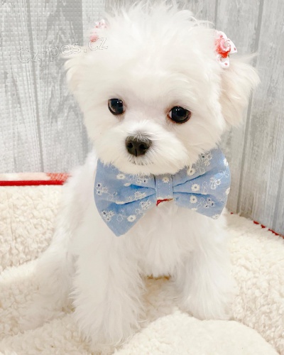 Maltsk� �t��ata k dispozici