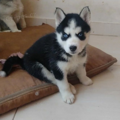 �t��ata sibi�sk�ho huskyho
