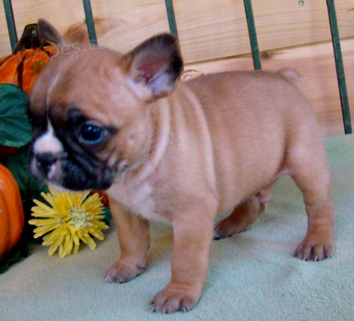 �t��ata francouzsk�ho buldo�ka na prodej pobl� m�.