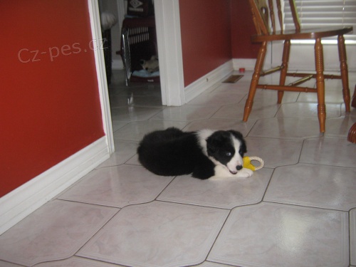 Prod�m �t��ata border kolie