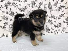Prod�m �t��ata Black Shiba I nu