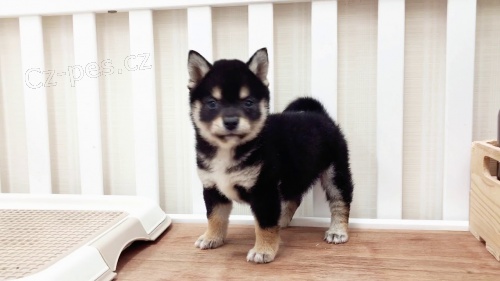 Kr�sn� �t���tka Shiba Inu