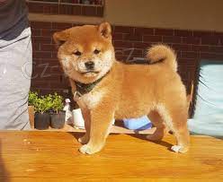 �t��ata Shiba inu na prodej v �R