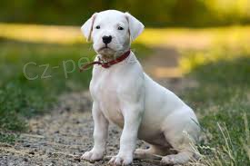 �t��ata Dogo Argentino