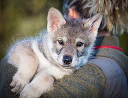 zdrav� argentinsk� �t���tka