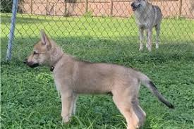 zdrav� argentinsk� �t���tka