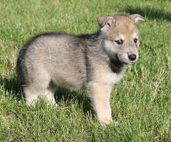 sladk� �eskoslovensk� vl��k