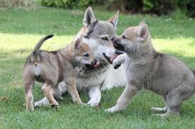 l�skypln� �eskoslovensk� vl��k