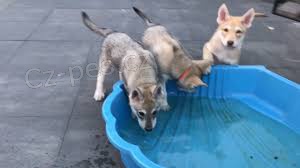 l�skypln� �eskoslovensk� vl��k