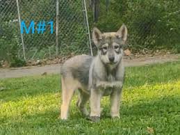 l�skypln� �eskoslovensk� vl��k