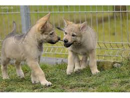 l�skypln� �eskoslovensk� vl��k