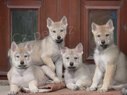 l�skypln� �eskoslovensk� vl��k