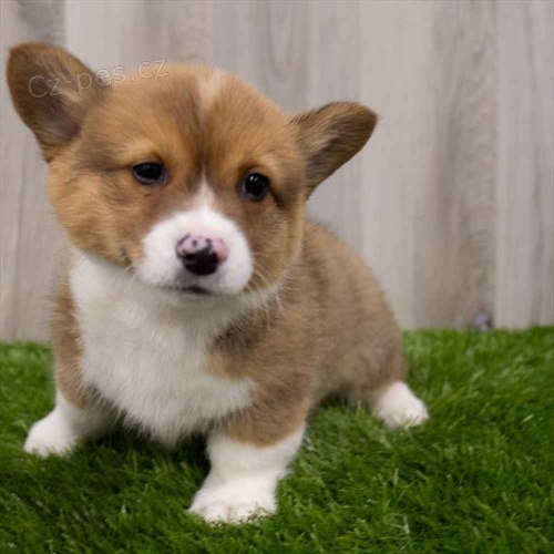Prod�m �istokrevn� �t�n� Pembroke Welsh Corgi