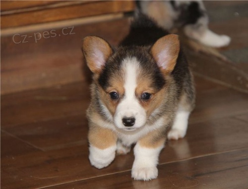 �t��ata welsh corgi pembroke na prodej pobl� m�