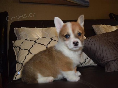 �t��ata welsh corgi pembroke na prodej pobl� m�