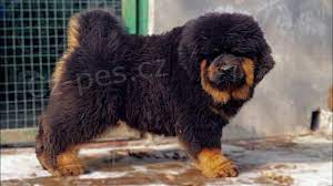 Tibetsk� doga  �t��ata