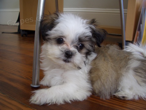 Prod�m �t��ata #Shih Tzu.