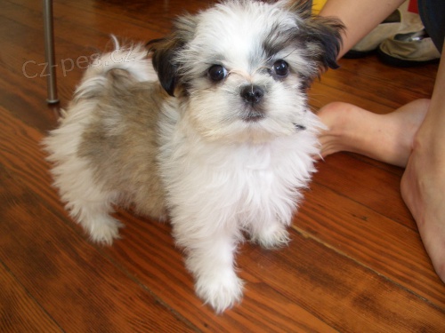 Prod�m �t��ata #Shih Tzu.