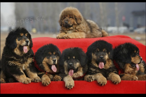 Tibetsk� doga  �t��ata