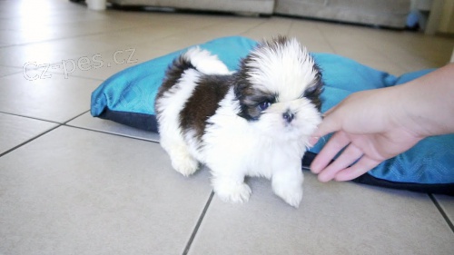 Prod�m �t��ata #Shih Tzu.