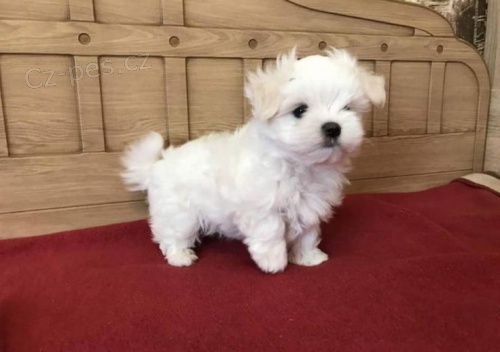 Prod�m �t��ata #Shih Tzu.