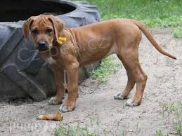 Tibetsk� doga  �t��ata