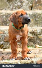 Tibetsk� doga  �t��ata