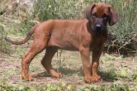 zlat� ridgeback �t��ata na prodej