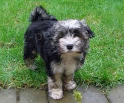 Lowchen �t��ata