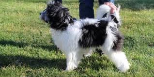 Lowchen �t��ata