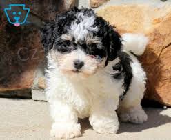 Lowchen �t��ata