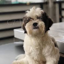 Lowchen �t��ata