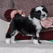 Lowchen �t��ata