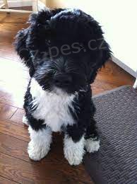 Portugalsk� �t��ata Vodn�ho Psa Na Prodej. #�t��ata. #�t��ata na prodej. #chovatel #�t��ata na prodej v m�m okol�