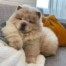 ��asn� chow chow �t��ata