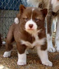 Kanadsk� eskym�ck� �t��ata