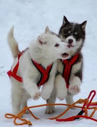 Kanadsk� eskym�ck� �t��ata