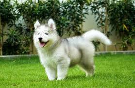 hezk� kanadsk� eskym�ck� �t���tka